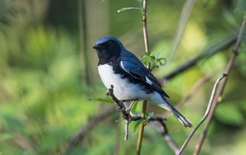 Black-throated Blue Warbler