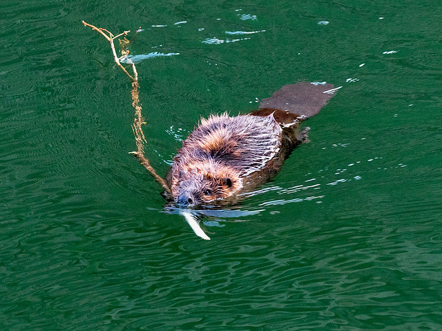 American Beaver with branch PI2A7148