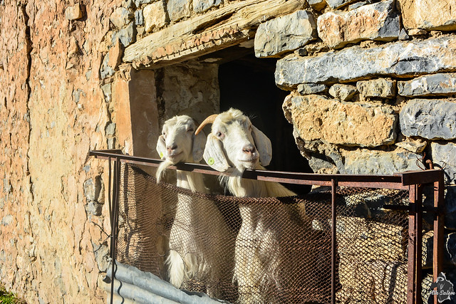 Chèvres dans le village de Tizi Lesfah