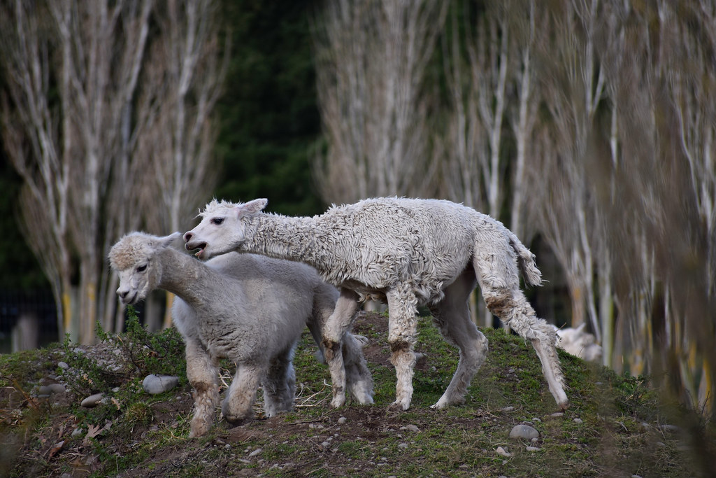 Fighting Alpacas | Flickr