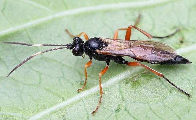 Syspasis scutellator female (Ichneumonidae)