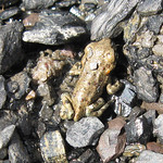 Kreuzkröte (Natterjack Toad, Epidalea calamita)