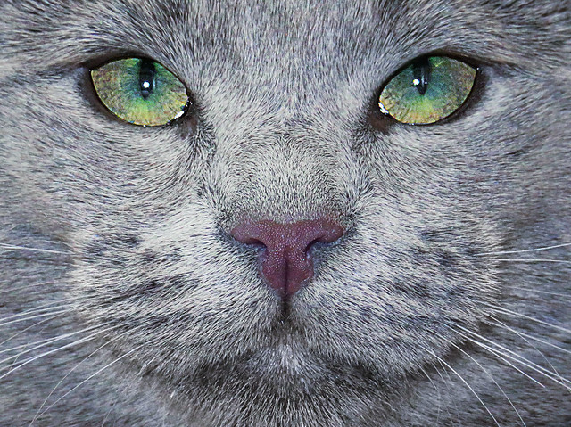 The eyes of our Russian Blue kitten