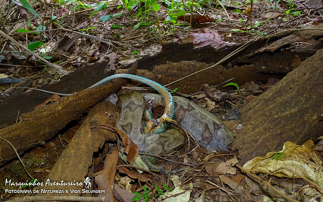 Cobra Jiboia (Boa constrictor) predando um Lagarto-verde (Ameiva ameiva)