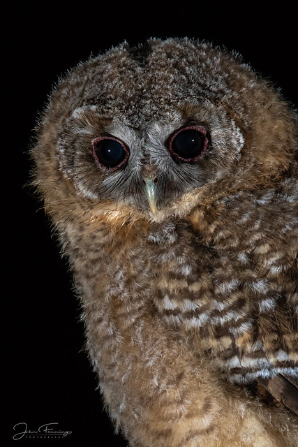 Tawny Owlet