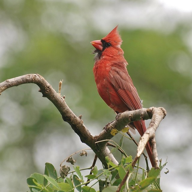 Male Northern Cardinal, Eastern Promenade