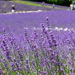 Aroma of Lavender