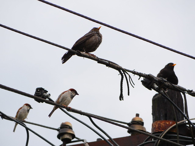 Blackbirds and sparrows / Rigók és verebek