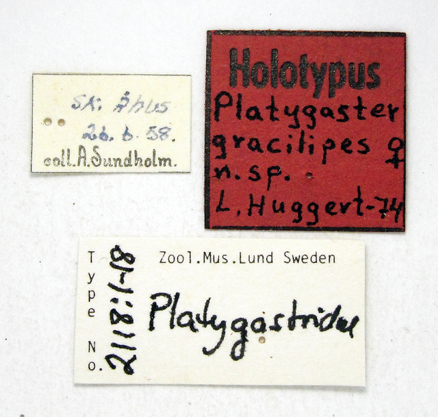 Platygaster gracilipes Huggert, 1975