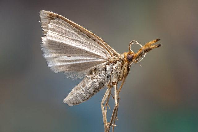 Grass Moth - Crambidae