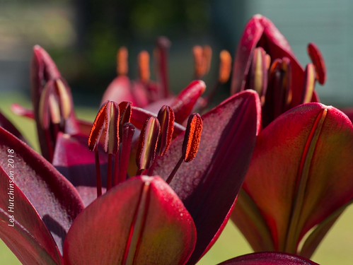 2018 07 07 - Lily Dimension 1 | by LesHutchinson