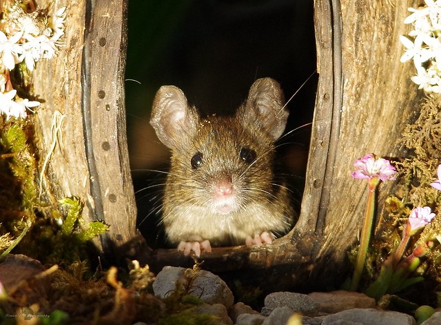George the garden mouse