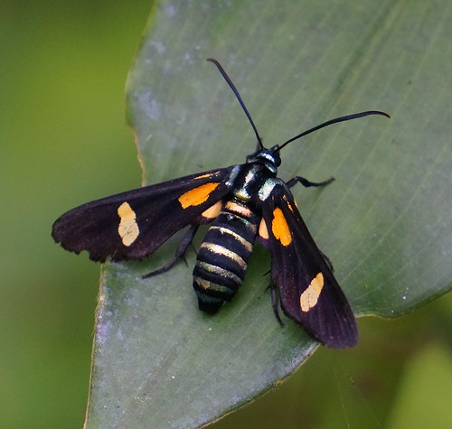 arctiinaespec insect faunabayelsastate nigeria nigerdelta westafrica koroama koroamaforest moth erebidae