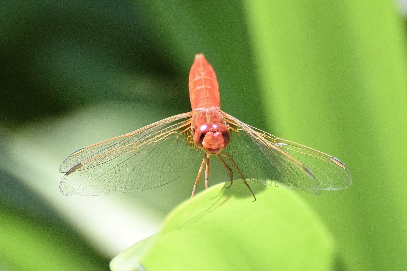 Red-veined Dragonfly
