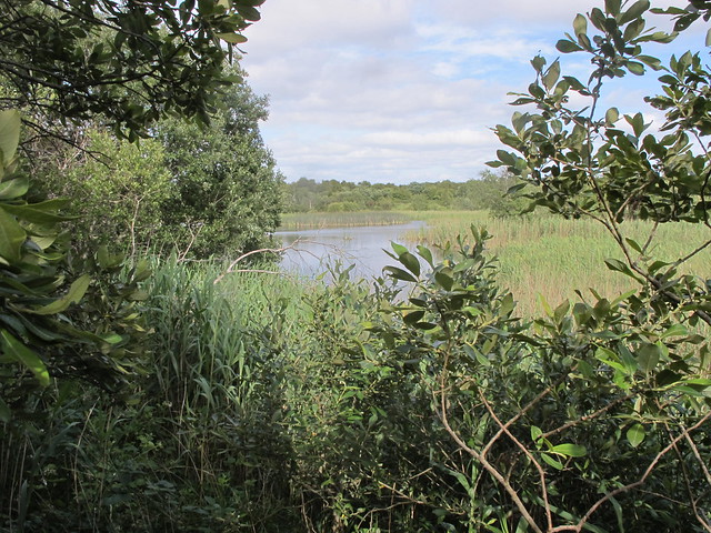 Reedbed and lake. Photo by Micheline Sheehy Skefffington