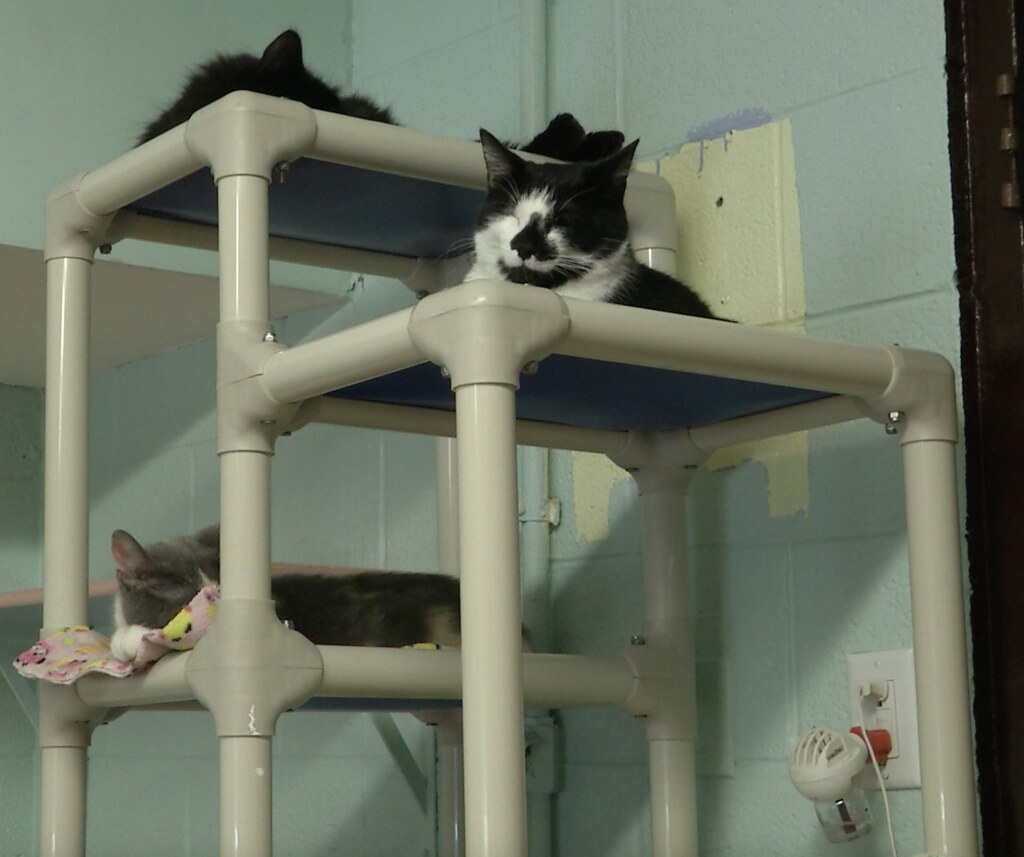 Ingham County Animal Shelter Facilitates Pet Adoption Appointments