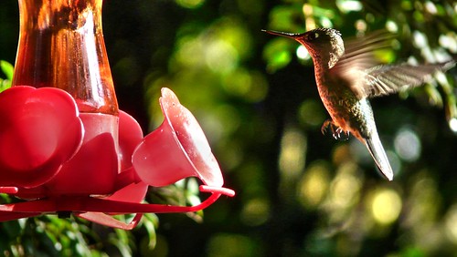 curacautín chile picaflor hummingbird otoño danielsuárezprado panasonic lumix fz18 hdr colibrí ave