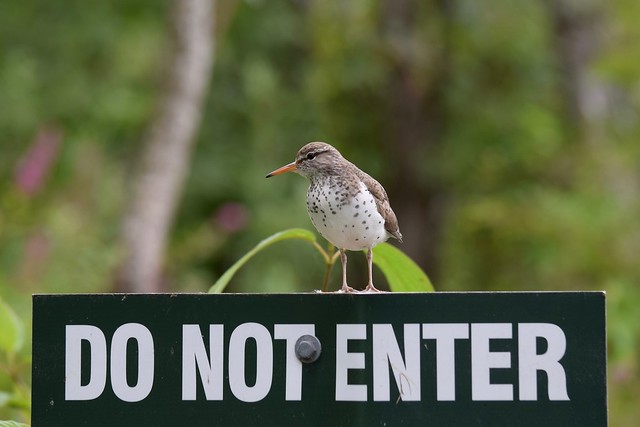 Spotted sandpiper on sentry duty