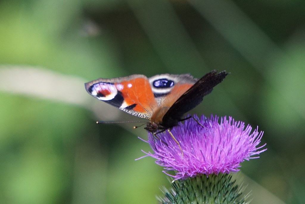 vlinder-op-distel-28-6-18-butterfly-on-thistle-bas-van-oorschot
