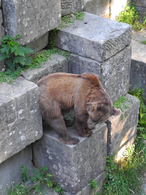 A Bear of Bern