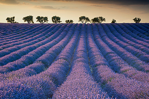field lavender valensole provence colorful violet france purple french lavande fragrance countryside summer aromatherapy blooming plant landscape fragrant flower blue beautiful scent scenic plateau nature provencealpescote beauty scented blossom herbal perfume europe natural lines rural lavander color alpesdehauteprovence sunset aroma lavendin floral tree herb azur nobody sunny bloom harvest outdoor