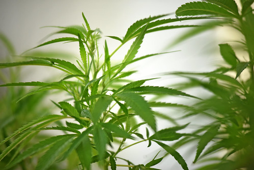 Industrial hemp plants on display during a law enforcement information session at the Piedmont Research Station.