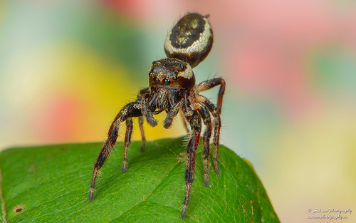 Jumping spider | by salmanwildlifephotography