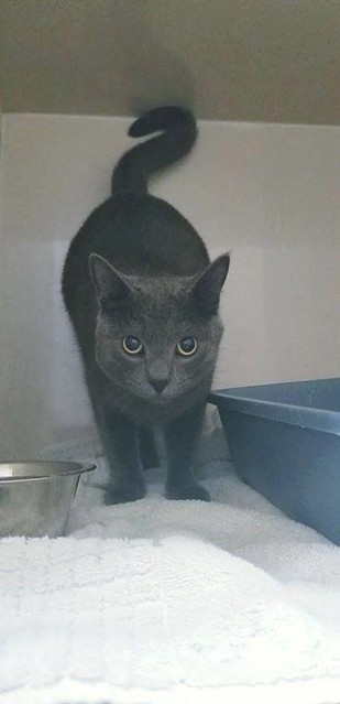 is now at #cas at Animal Services FOUND: Grey male cat in #Falconridge. Pls RT, share to help locate owners. YYC Pet Recovery shared Falconridge Animal Hospital's post. FOUND grey male cat in Falconridge. Please call our clinic at 403-590-9111 for more in