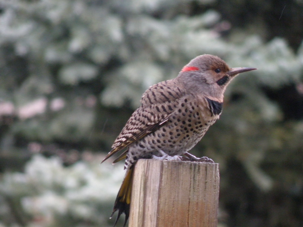 PC181748...Northern Flicker Yellow-shafted ~ male