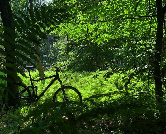 Biked through a gully of ferns...
