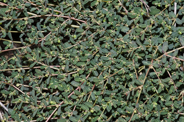 Euphorbia glyptosperma (ribseed sandmat) -- Euphorbiaceae