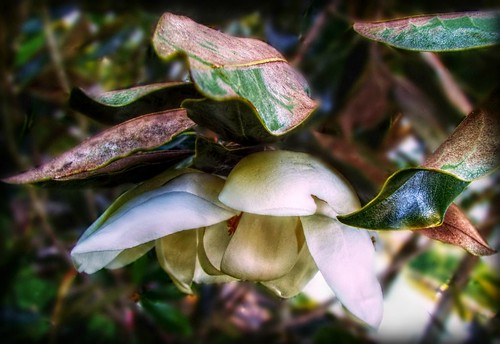 weepingmagnolia portorangeveteranspark portorangefl magnolia flower