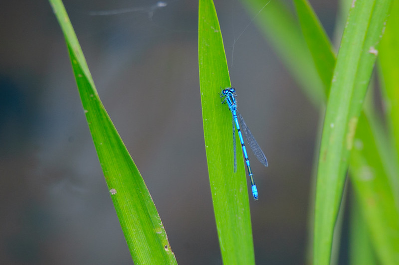 Common blue damselfly, Compton Park pool