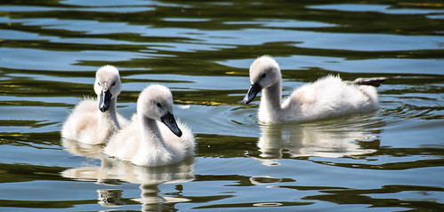 Three Cygnets Swimming | by SchnauzerDebs