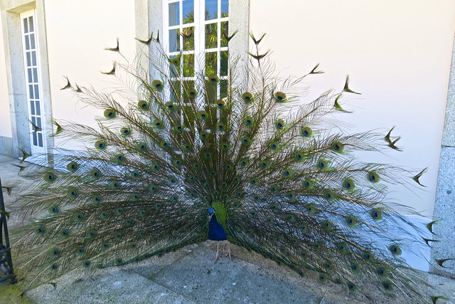 Posing Peacock!