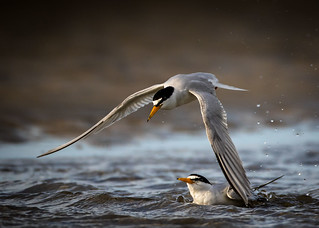 Least Terns | by Anthony M Cedrone