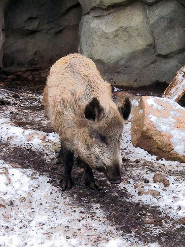 minnesotazoo wildboar boar pig swine