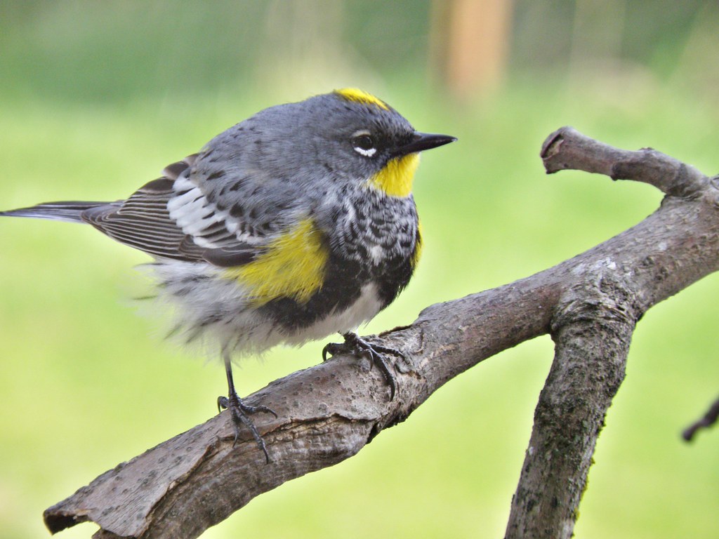 P4177171...yellow-rumped warbler [Audubon's]