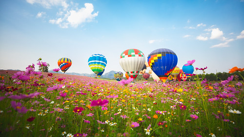 agriculture air background balloon balloons beautiful blue cloud cloudy colorful country day farm field fields flower flowers fly grass green hot idyllic land landscape lawn meadow mountain natural nature outdoor outside over paradise pasture plant rural scene season sky spring summer transportation vibrant view weather yellow tambonmaekon changwatchiangrai thailand th