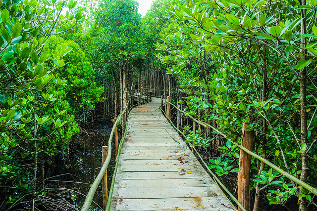 Mangrove Forest, Trat , Thailand , หาดทรายดำ ตราด