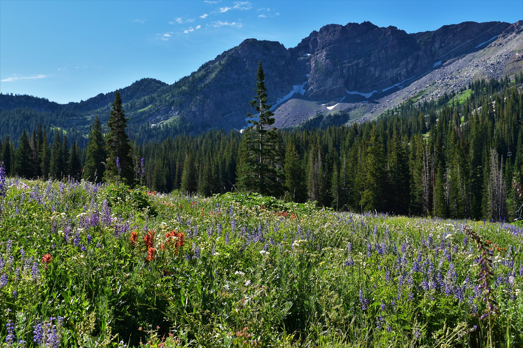 Devil's Castle above a meadow of colorful alpine wildflowers.