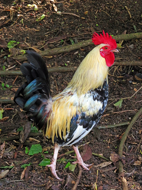 Feral Hawaiian Rooster