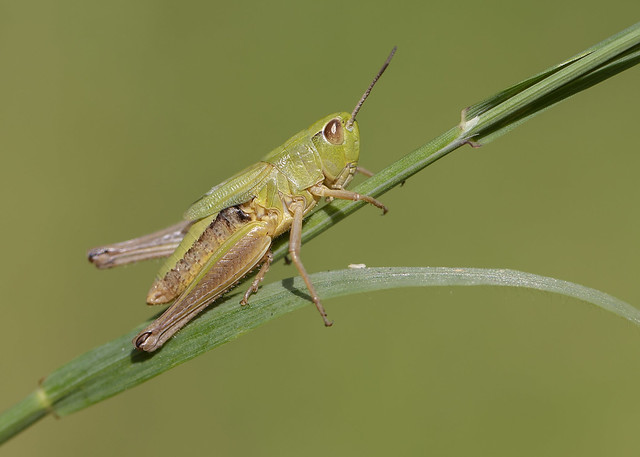 Meadow Grasshopper 12th July