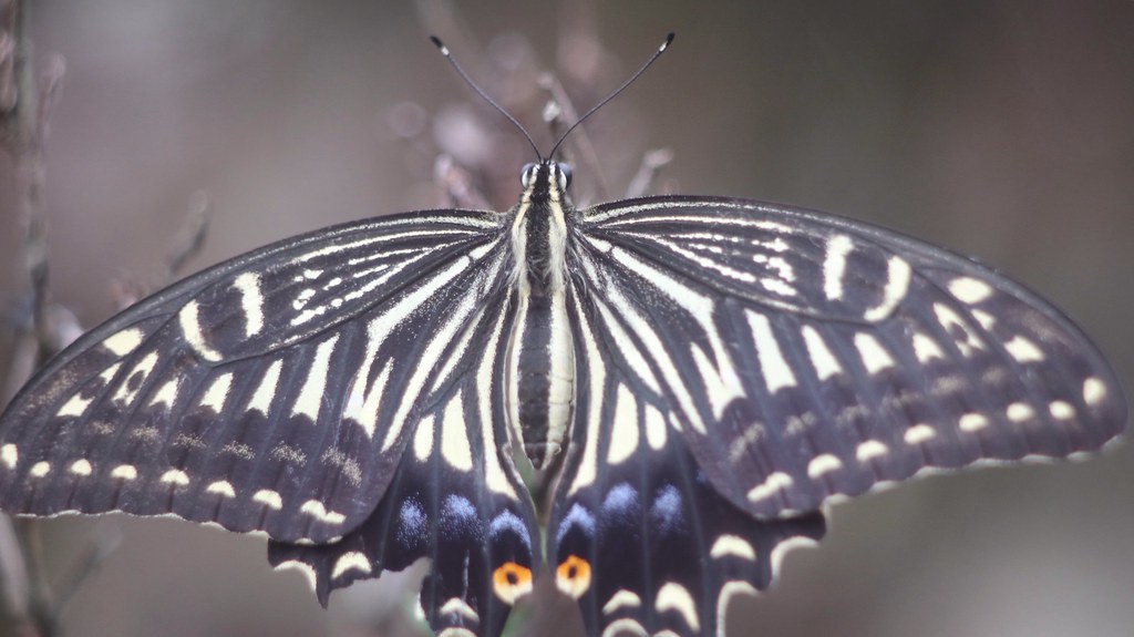 Papilio xuthus (並揚羽)   Kodak Cine Ektar 102mm F 2.7