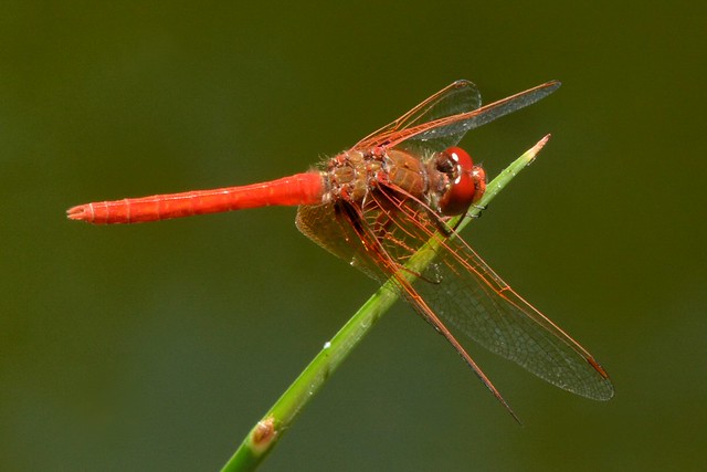 Cardinal Meadowhawk (Sympetrum illotum) dragonfly