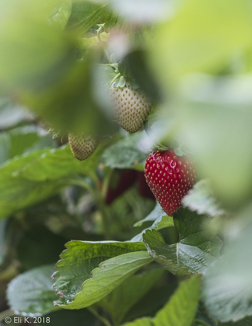 Strawbs, Gedera