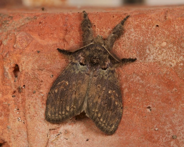 Tussock Moth, male (Olene dudgeoni, Orgyiini, Lymantriinae, Erebidae)