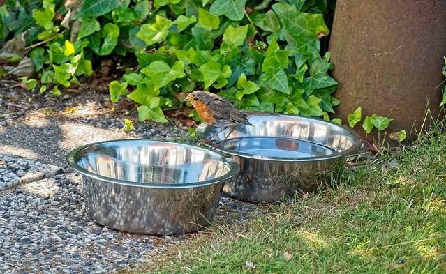 breakfast for a robin - ontbijt voor een roodborstje