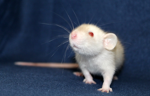 Small Ratter Rattery Riezz en Ratzz | Flickr