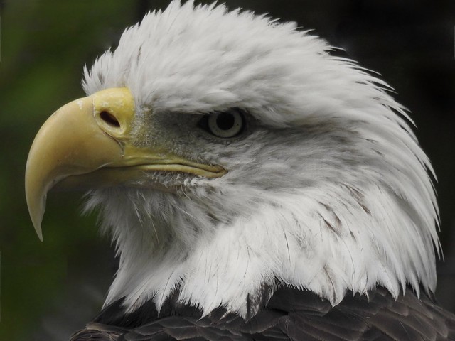 Bald Eagle profile pose, Columbus Zoo.